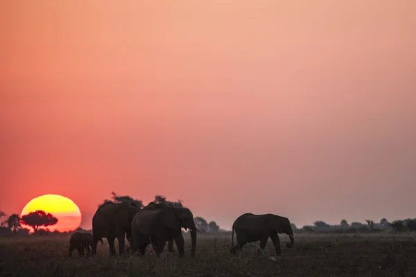 Gün batımında Afrika savana filler
