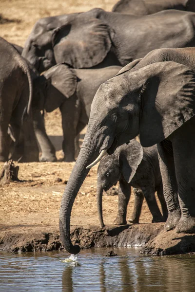 Elefanten in der afrikanischen Savanne — Stockfoto