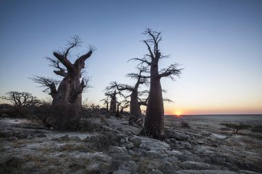 Baobab ağacı