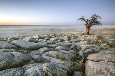 Baobab ağacı
