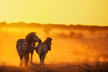 Zebras at sunset clipart