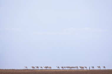 Camels in heat haze clipart