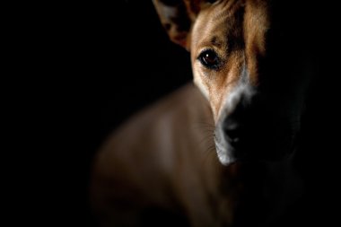 köpek arıyorum