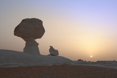 Beyaz çöl manzarası