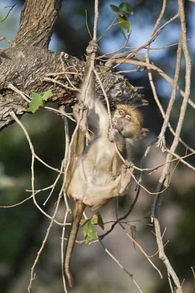 Mono en el árbol en Zimbabue — Foto de Stock