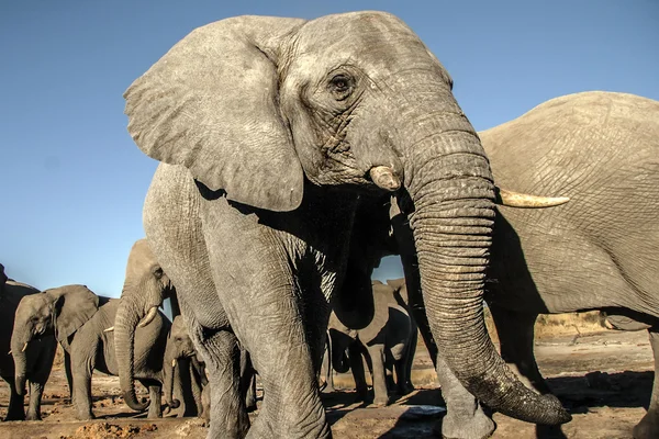 Αφρικανικός ελέφαντας περπάτημα — Φωτογραφία Αρχείου