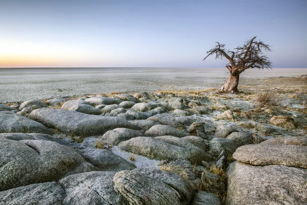 Δέντρο Baobab — Φωτογραφία Αρχείου