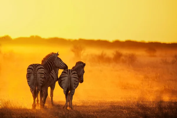 Zebre al tramonto — Foto Stock