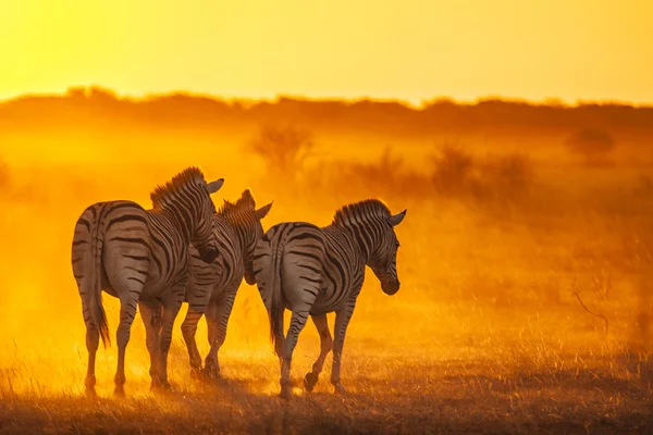 Zebre al tramonto — Foto Stock