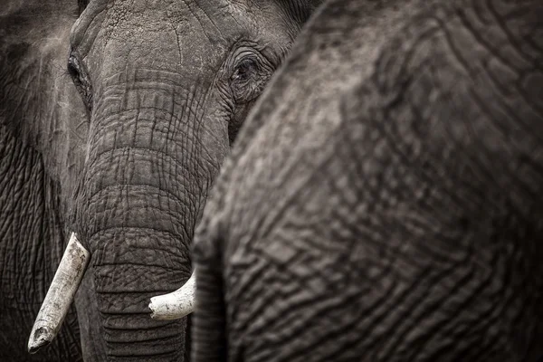 Elephant close up — Stock Photo, Image