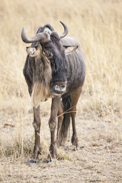 Antilope gnu — Stockfoto