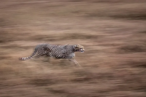 Cheetah movimento — Fotografia de Stock