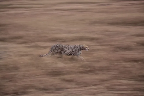 Cheetah in the savanna — Stock Photo, Image