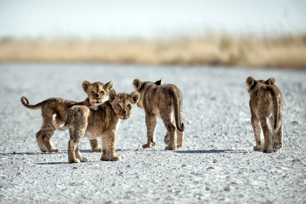 Cubs uit en over. — Stockfoto