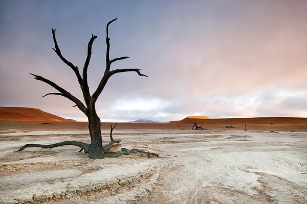 Deadvlei árvores e névoa . — Fotografia de Stock