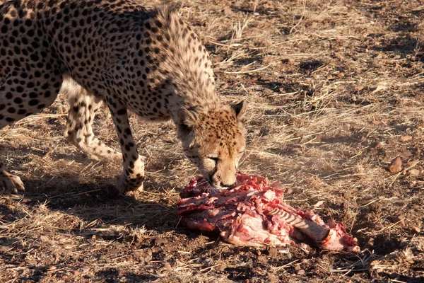 Comer guepardo . —  Fotos de Stock