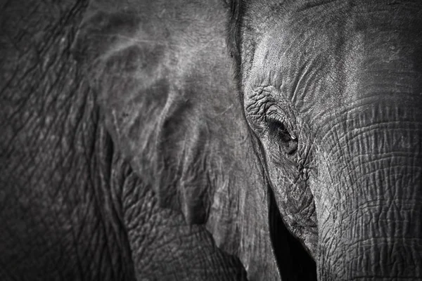 Elephant eye — Stockfoto