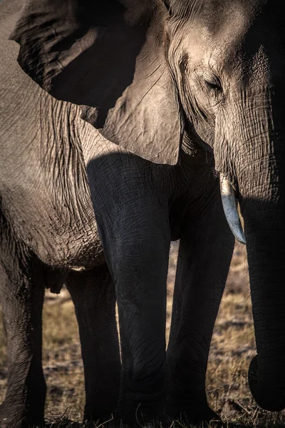 Perfil do elefante — Fotografia de Stock