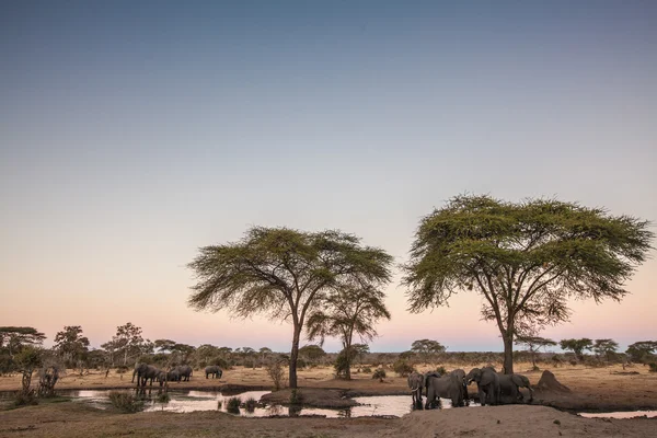 Elefante senyati — Foto Stock