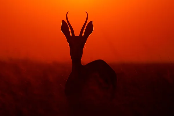 Ätherischer Springbock — Stockfoto