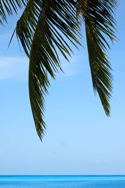 Water en palm — Stockfoto