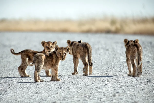 Cubs uit en over. Stockfoto