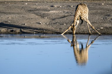 Sight of the Namibian Wilderness clipart