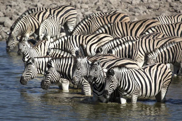 Pohled z Namibie divočiny — Stock fotografie