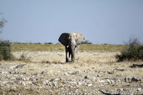 Sight of the Namibian Wilderness — Stock Photo, Image