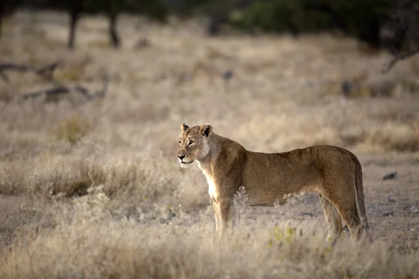 Sight of the Namibian Wilderness — Stock Photo, Image