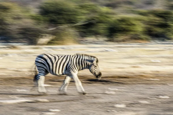 Pohled z Namibie divočiny — Stock fotografie