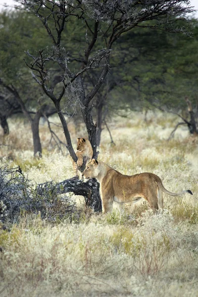 ナミビア大自然の光景 — ストック写真
