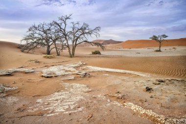 Deadvlei, Namibia clipart