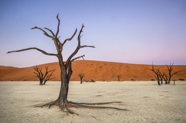 Deadvlei, Namibia clipart