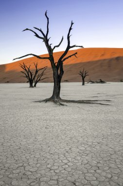 Deadvlei, Namibya