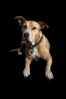 Siyah zemin ile köpek