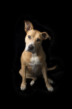 Siyah zemin ile köpek