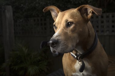 Siyah zemin ile köpek