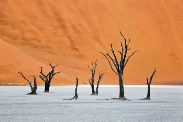 Deadvlei，纳米比亚 — 图库照片