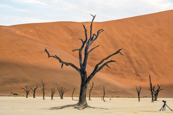 Deadvlei, Намібія — стокове фото