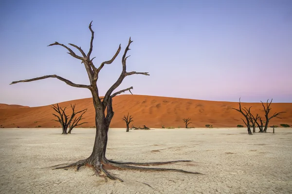 Deadvlei, Намібія — стокове фото