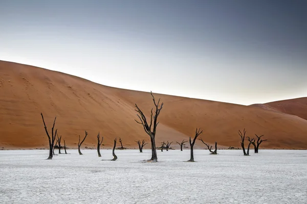 Deadvlei, Намибия — стоковое фото