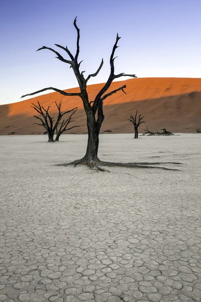 Deadvlei, Намібія — стокове фото