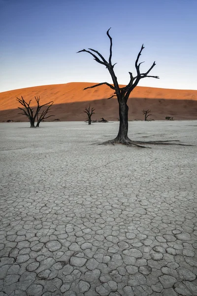 Deadvlei, Ναμίμπια — Φωτογραφία Αρχείου