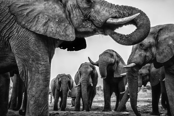 Afrikanische Einheimische — Stockfoto