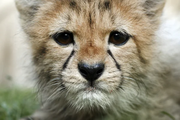 Baby Cheetah — Stockfoto