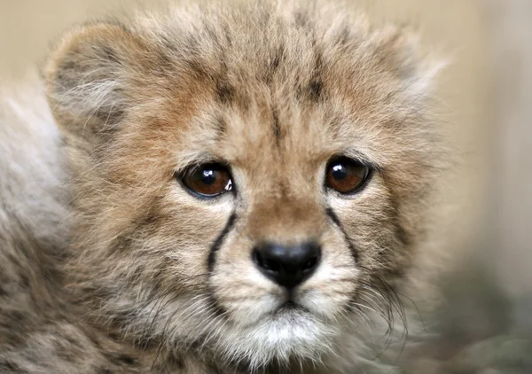 Bebé Cheetah — Foto de Stock