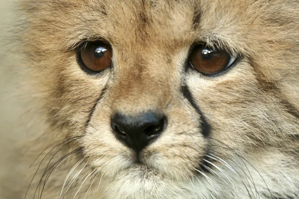 Baby Cheetah — Stockfoto