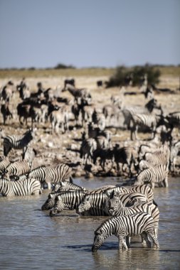 Safari üzerinde bulunan yaban hayatı
