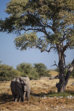 Safari üzerinde bulunan yaban hayatı